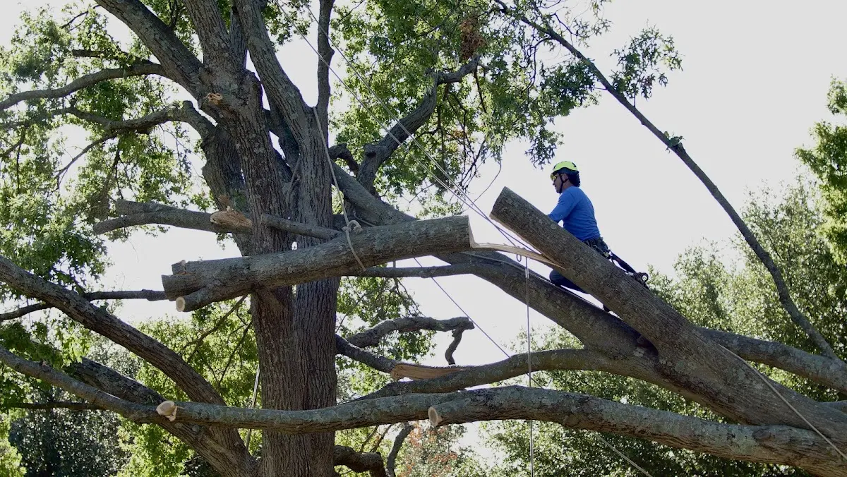 Professional Crown Thinning performed by certified arborists in Farley
