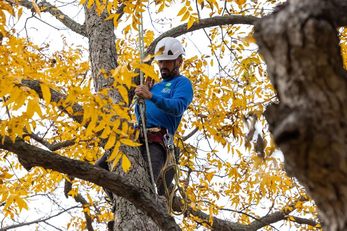 Skilled Emergency Tree Service crew working in Farley